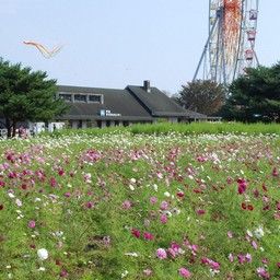 コスモス