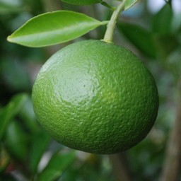 甘夏