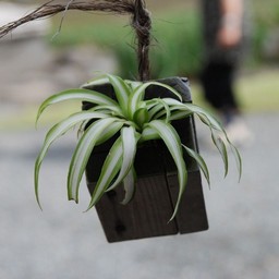 葉