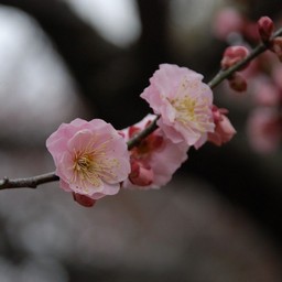梅