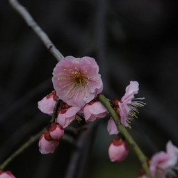 梅