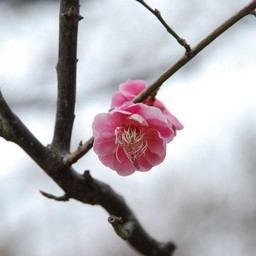 梅