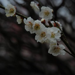 梅