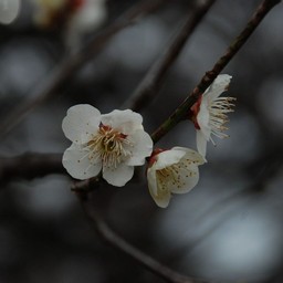 梅