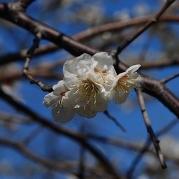 梅