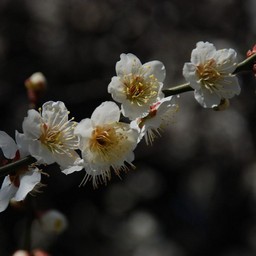 梅