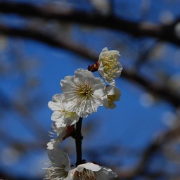 梅