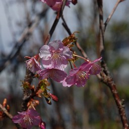 河津桜
