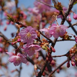 河津桜