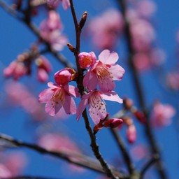 河津桜