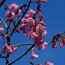 河津桜