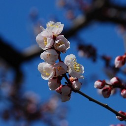 梅