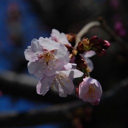 寒桜
