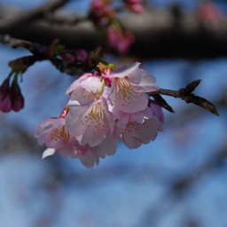 寒桜