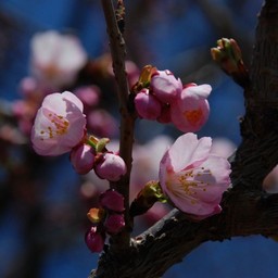 寒桜