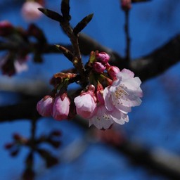 寒桜