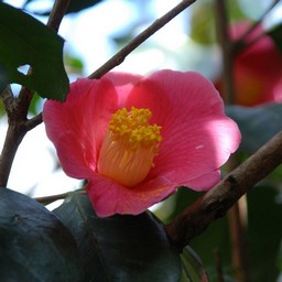 椿
