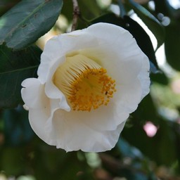 椿