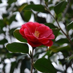 椿
