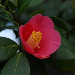 椿