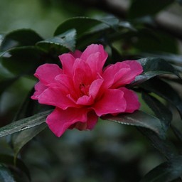 椿
