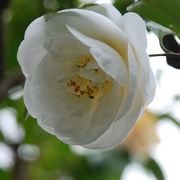 椿