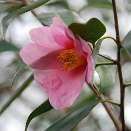 椿
