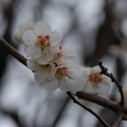 梅