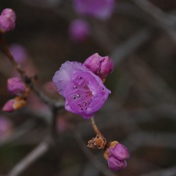 ゲンカイツツジ