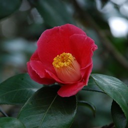 椿