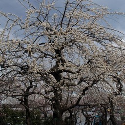 梅