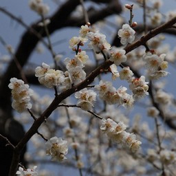 梅