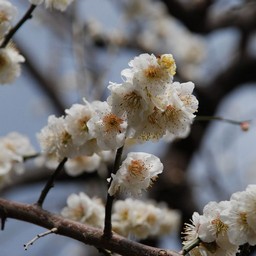 梅