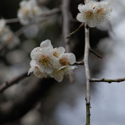 梅