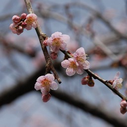 梅