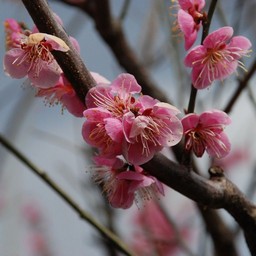 梅
