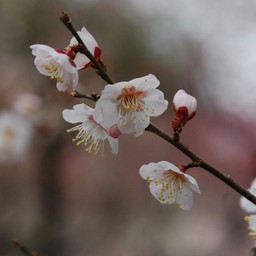 梅