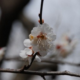 梅