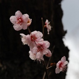 梅