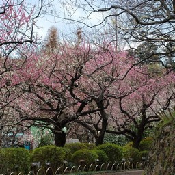 梅