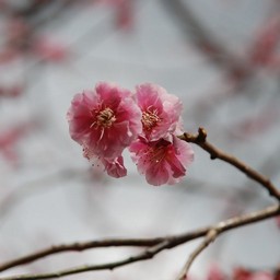 梅