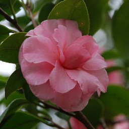 椿