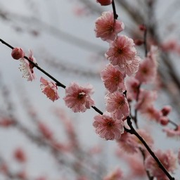 梅