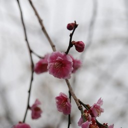 梅