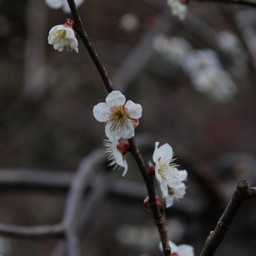 梅