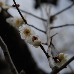 梅