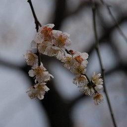 梅