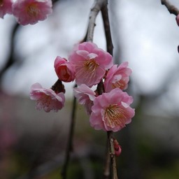 梅