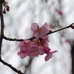 桜