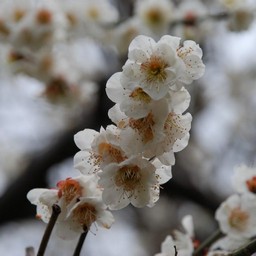 梅